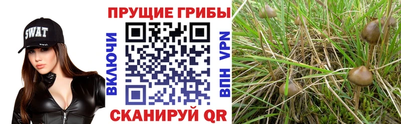 Галлюциногенные грибы Magic Shrooms  Тогучин 